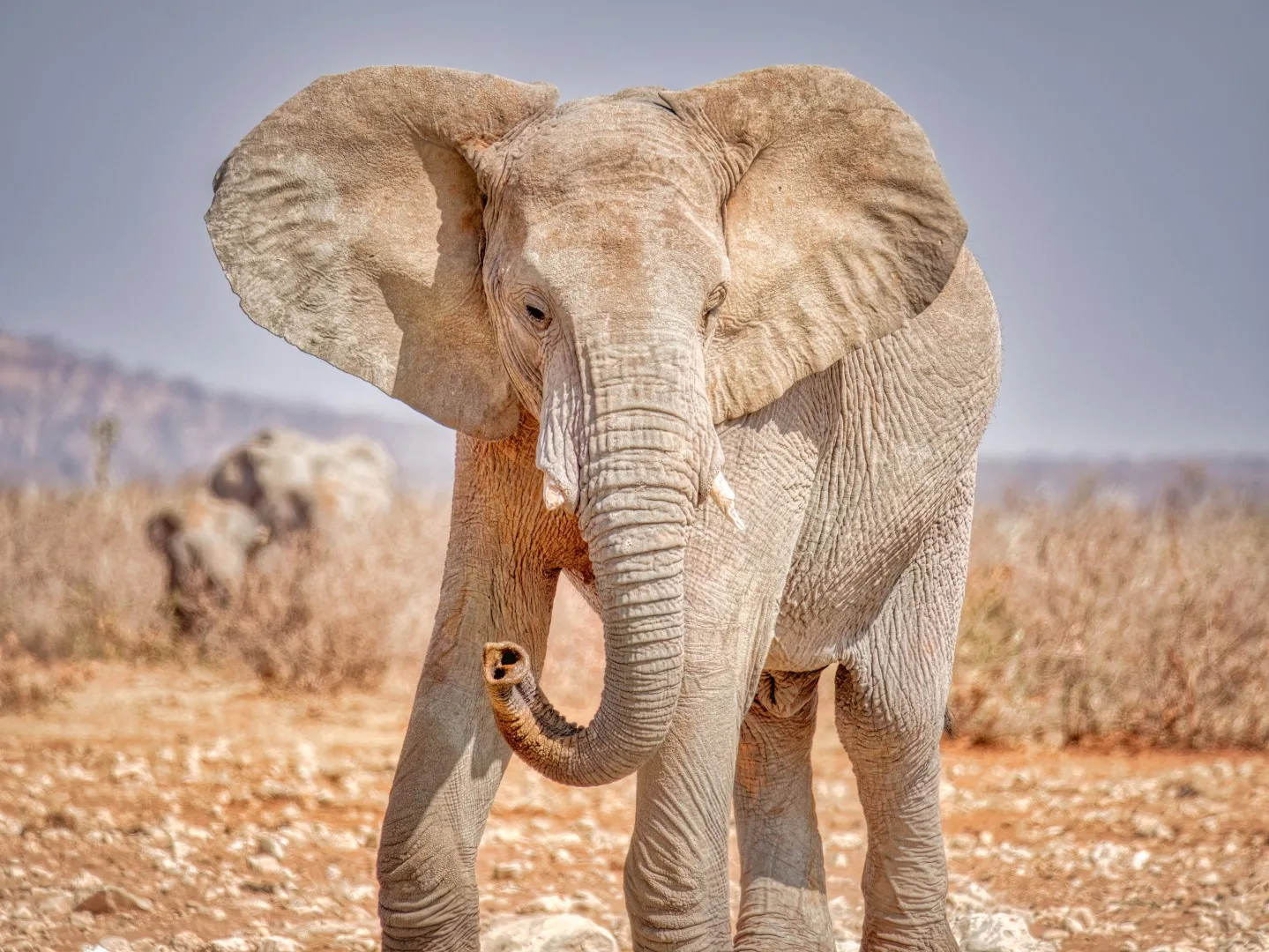 Full Day Safari in Etosha