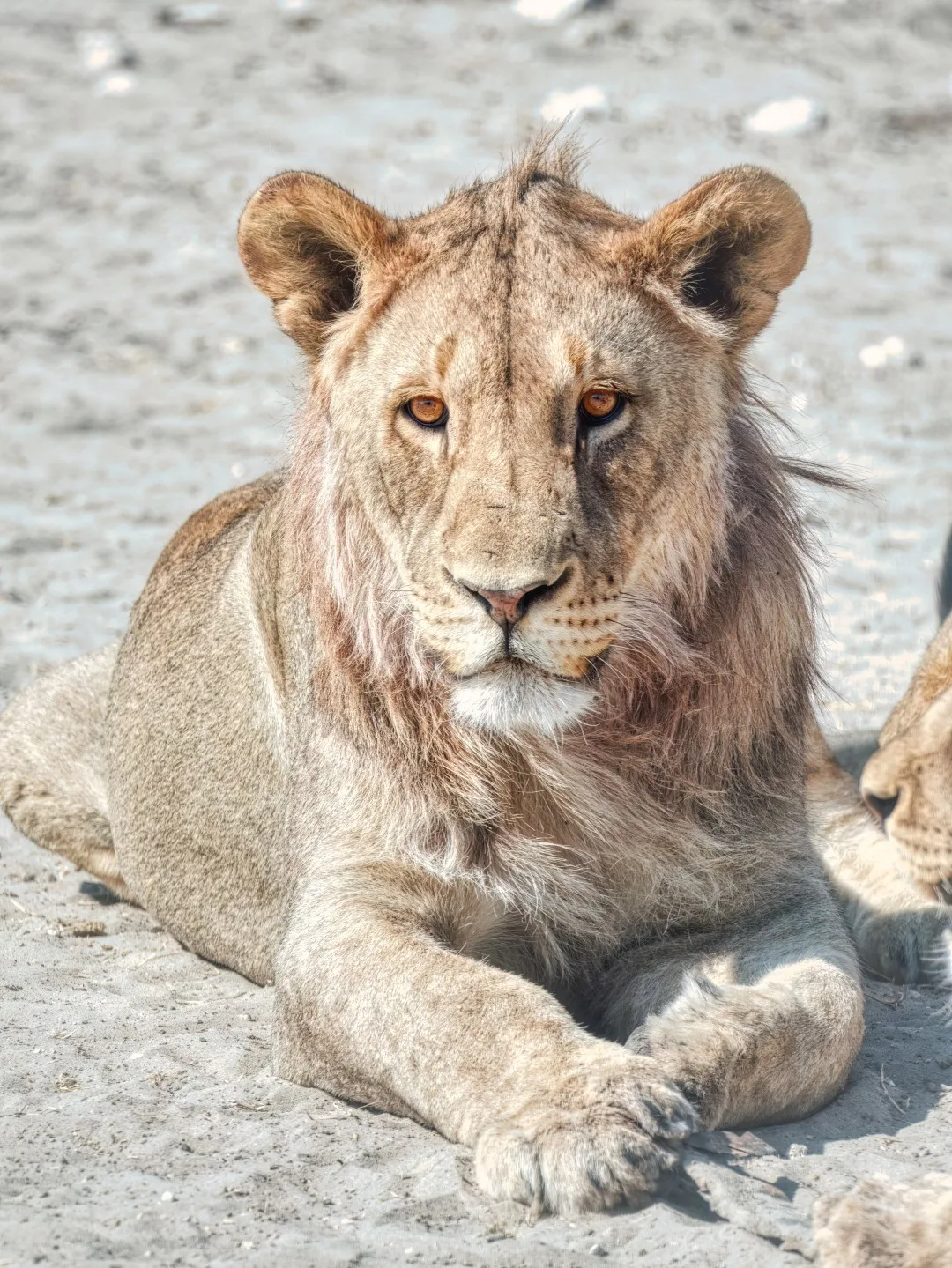Windhoek to Etosha National Park