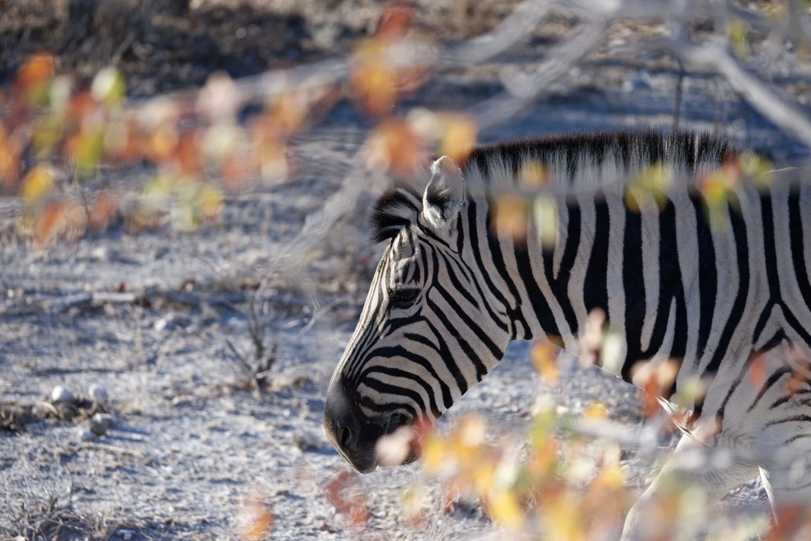 Namibia Discovery - 11 Day Private Lodge Tour